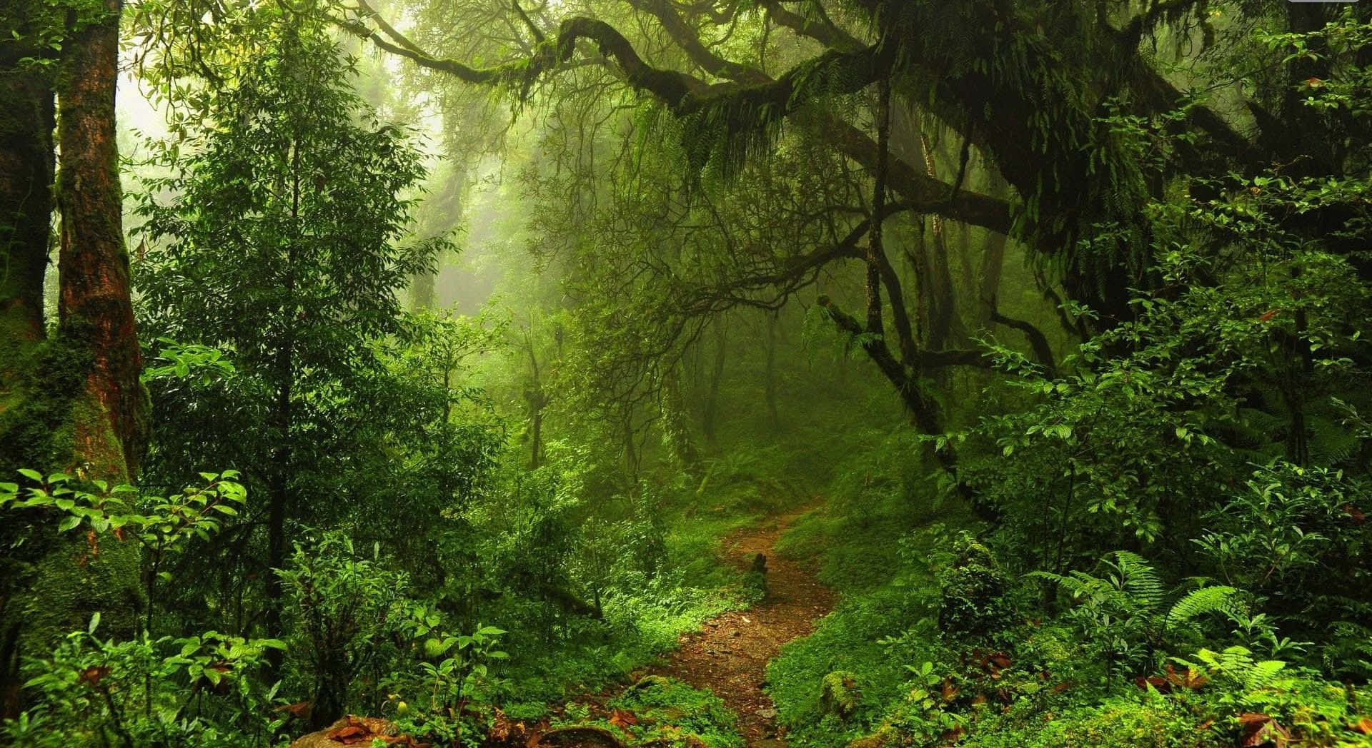 A Lush And Vibrant Forest Encapsulated In A Single Desktop Wallpaper Background