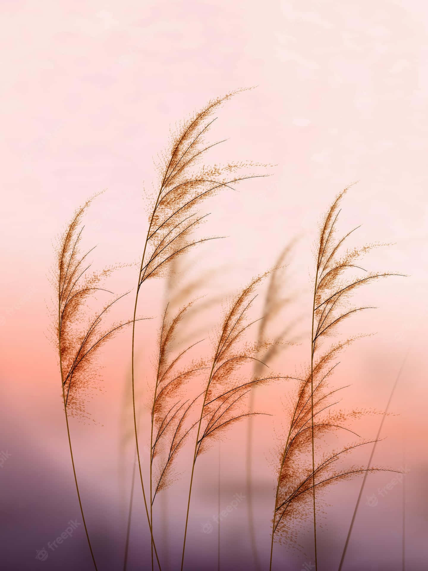 A Lush Backdrop Of Golden Pampas Grass. Background