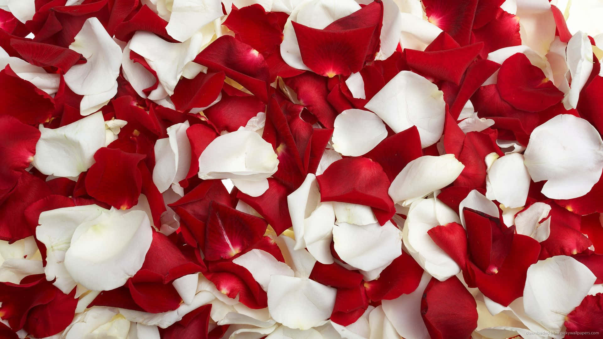 A Lush Bouquet Of Deep Red Roses Against A Bright And Vibrant Background Background