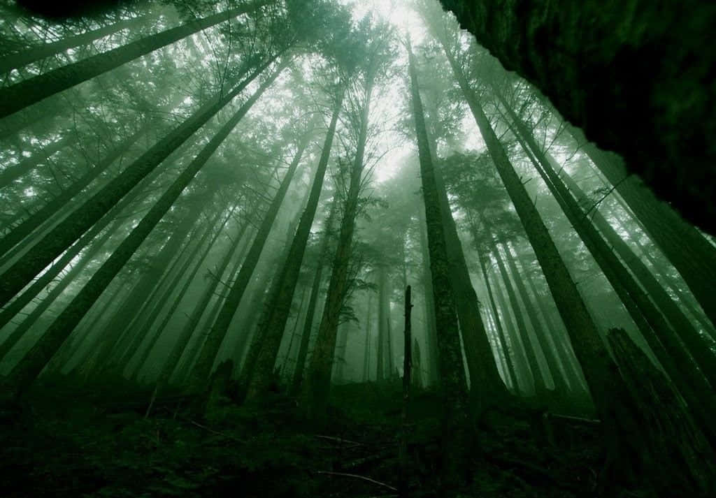 A Lush Dark Green Forest Poised For Exploration Background