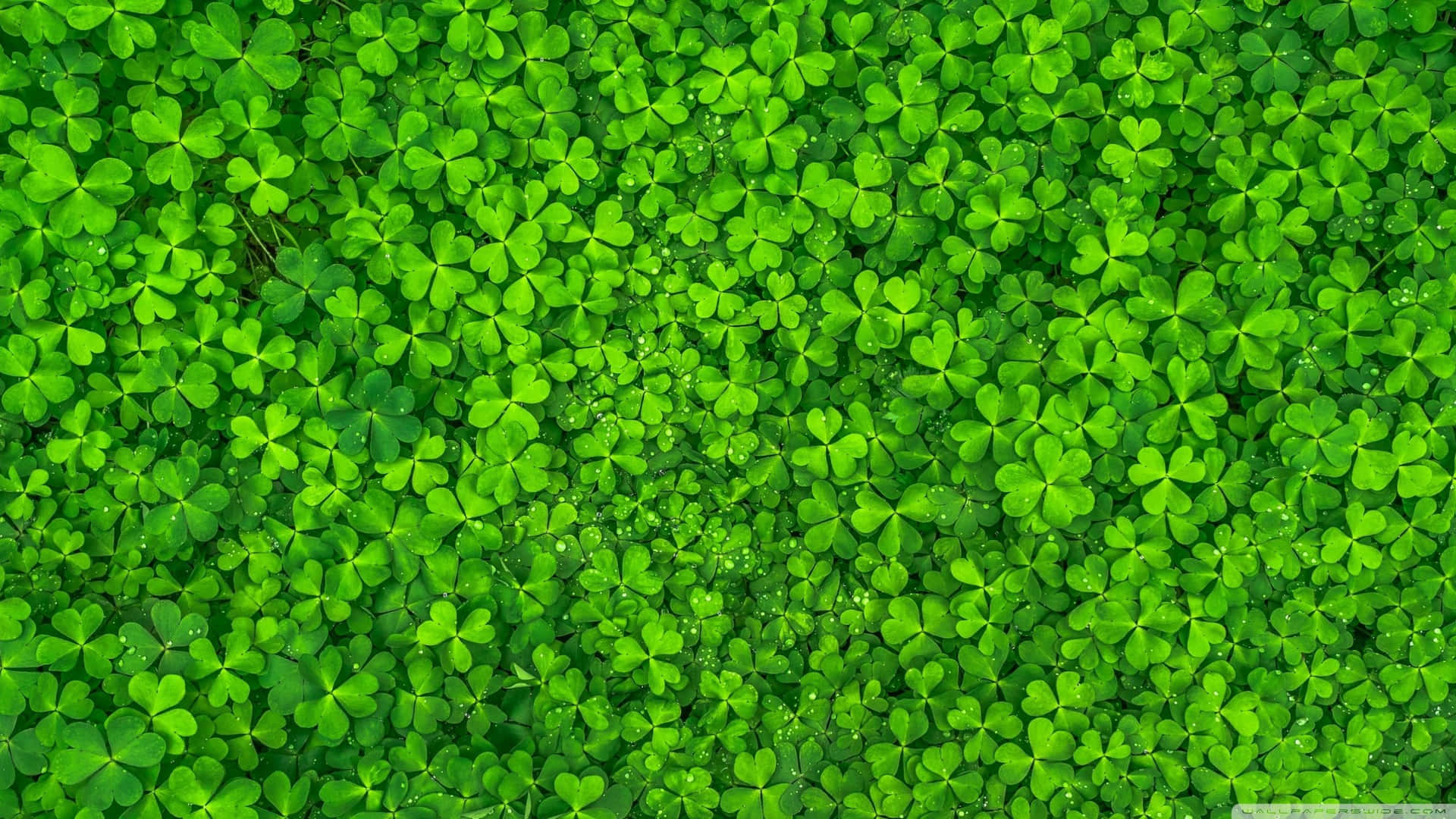 A Lush, Detailed Shamrock In Full Bloom