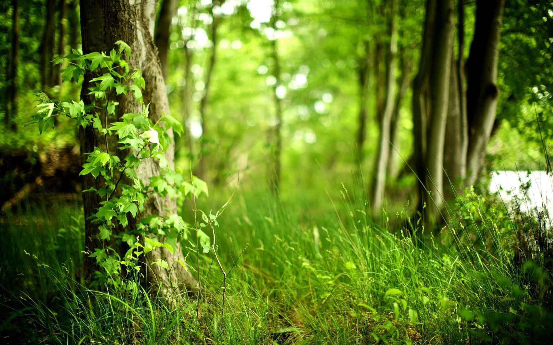 A Lush Forest Of Green, Perfect For Peaceful Walks And Nature Observation
