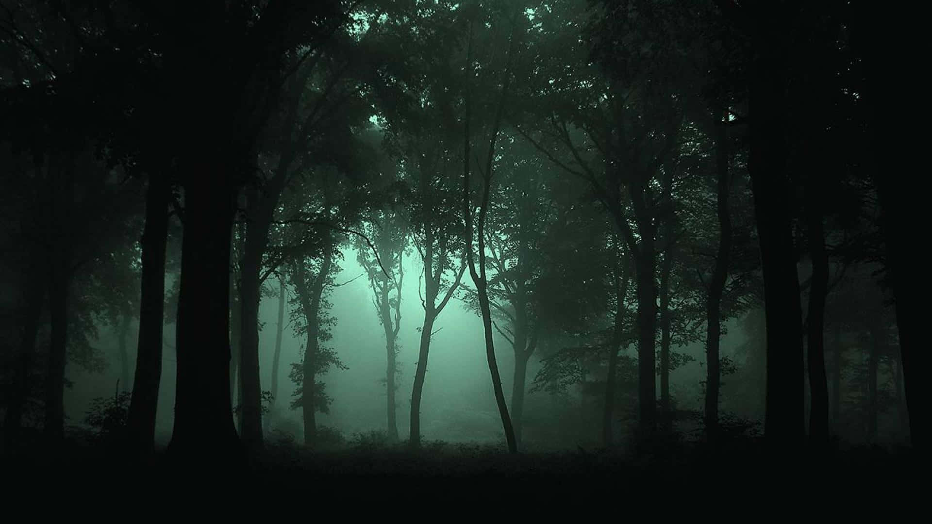 A Lush Green Forest With Dark Shadows In The Trees. Background