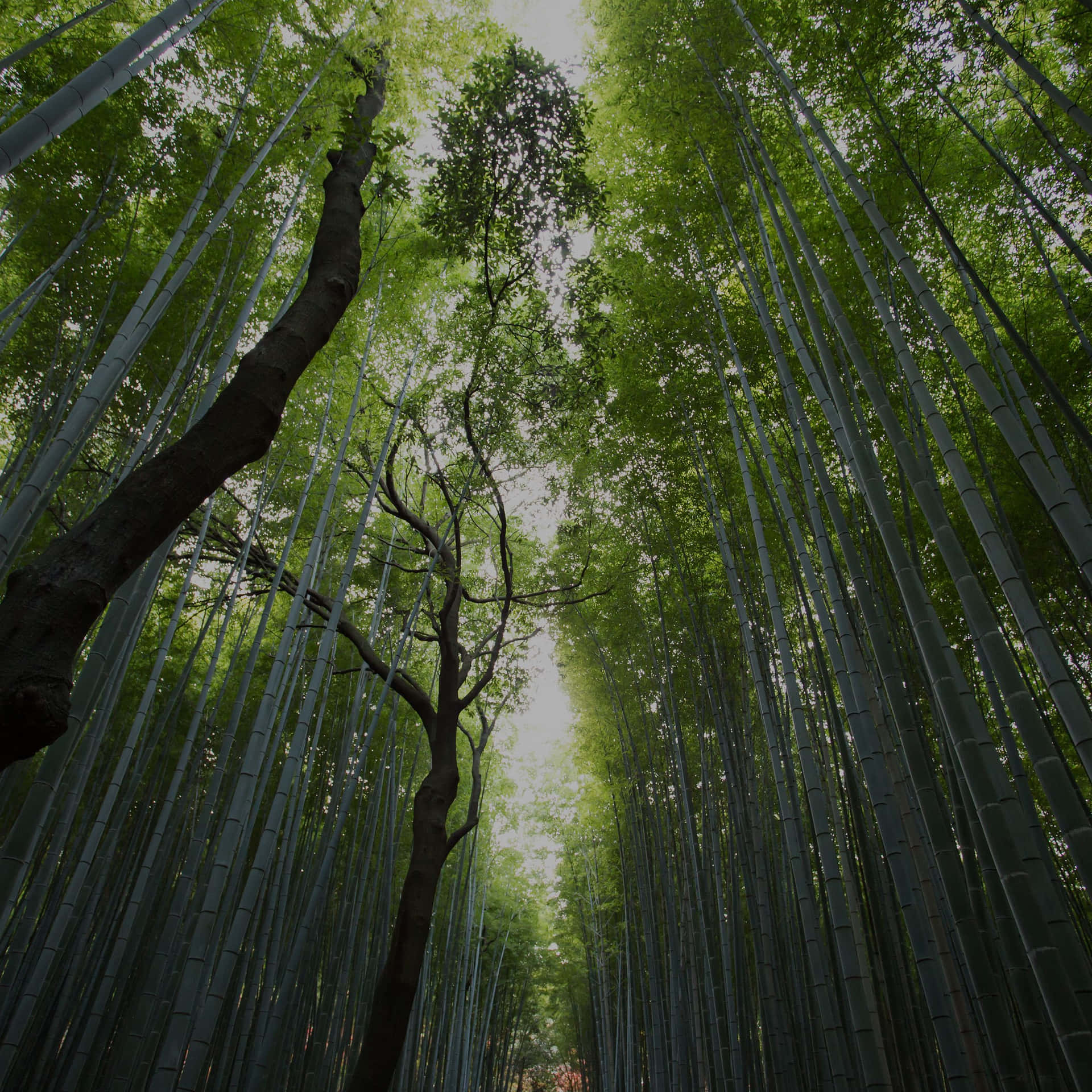 A Lush Green Forestry With Clouds Looming In The Distance Background