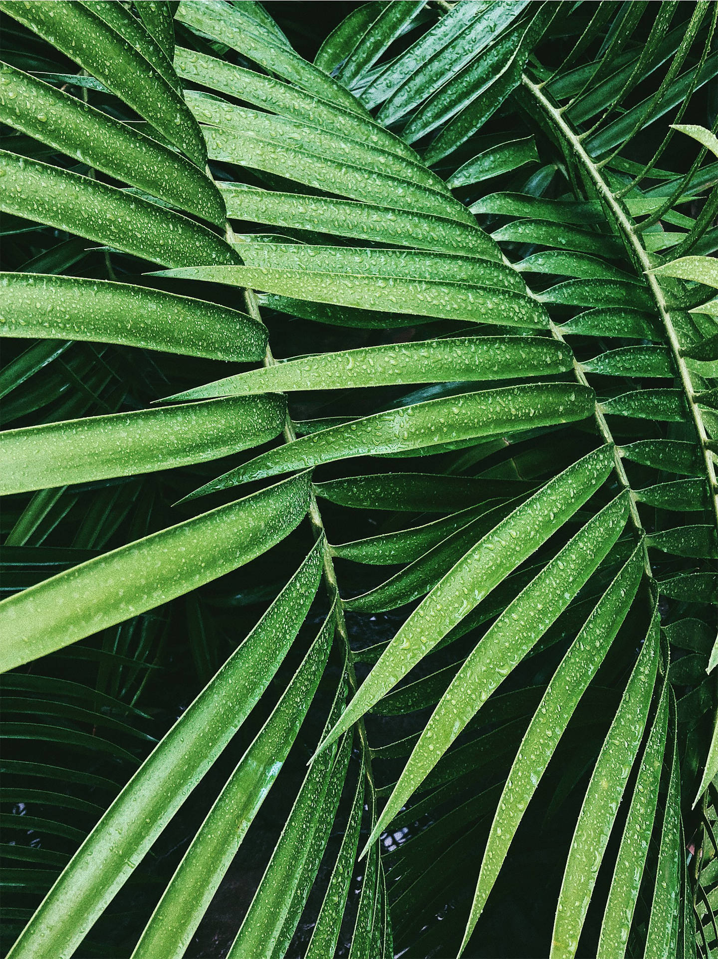 A Lush Green Palm Leaf In The Sun Background