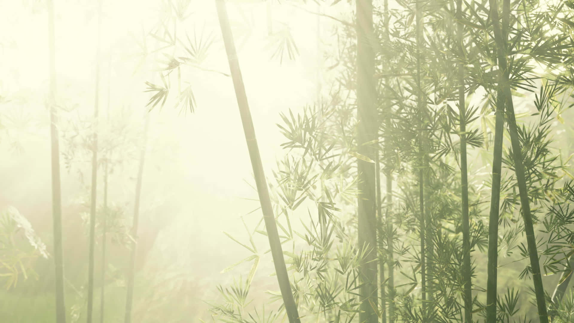 A Lush Grove Of Chinese Bamboo Background