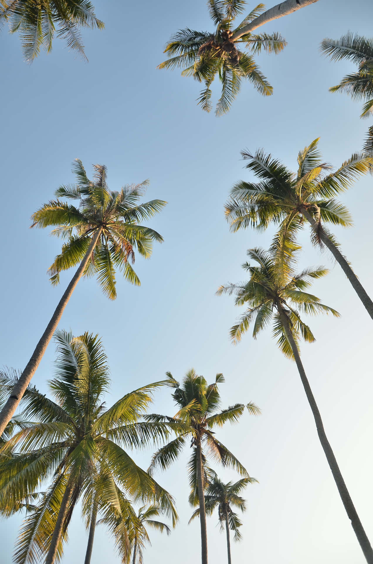 A Lush, Lush Palm Tree, Perfect For A Sandy Beach Getaway. Background