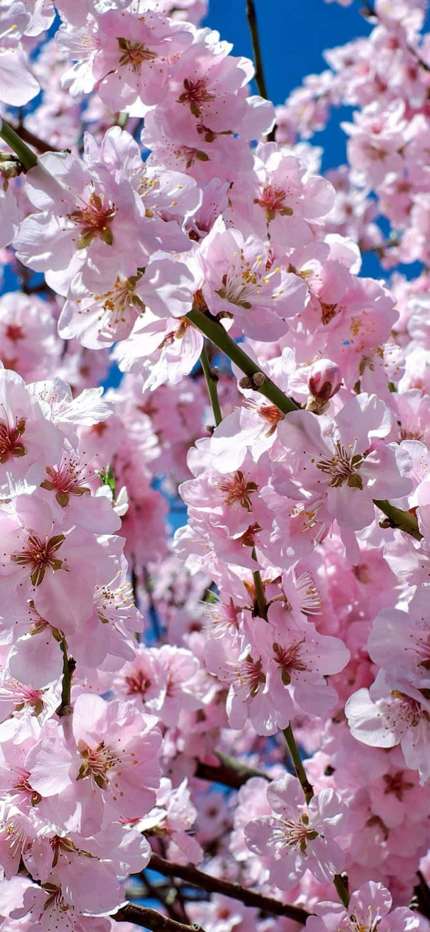 A Lush Pink Tree In Japan Providing A Peaceful Atmosphere. Background