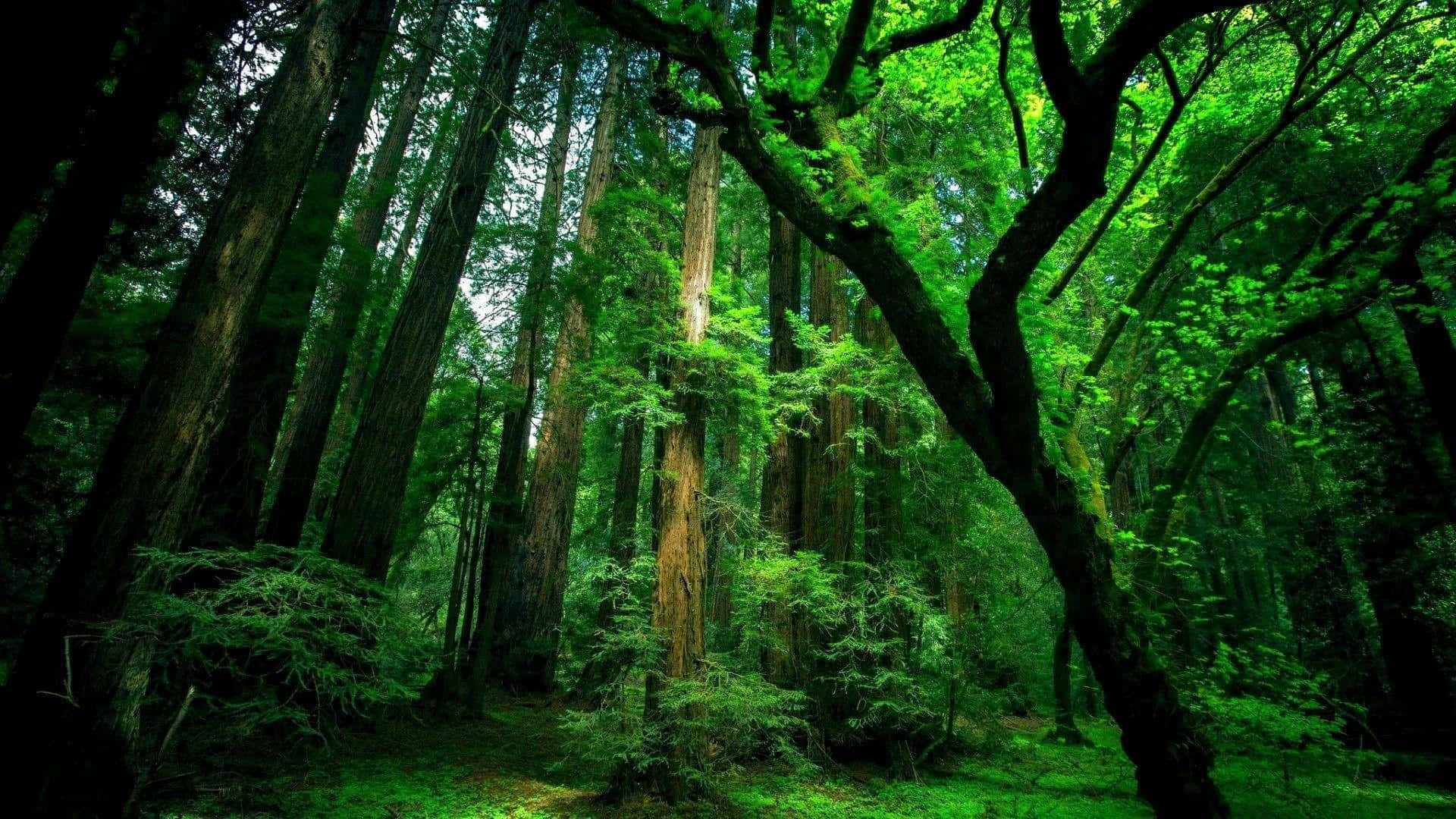 A Lush, Serene Forest