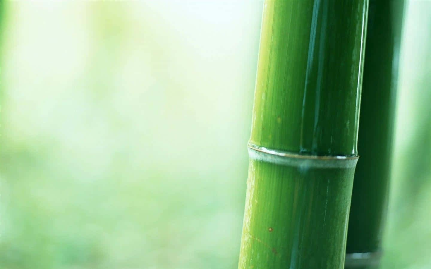 A Lush Stand Of Green Bamboo In Beautiful Landscape Background