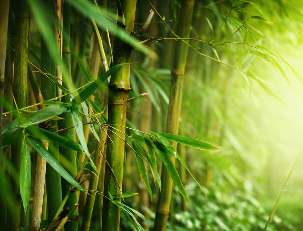 A Lush Traditional Chinese Bamboo Forest Background