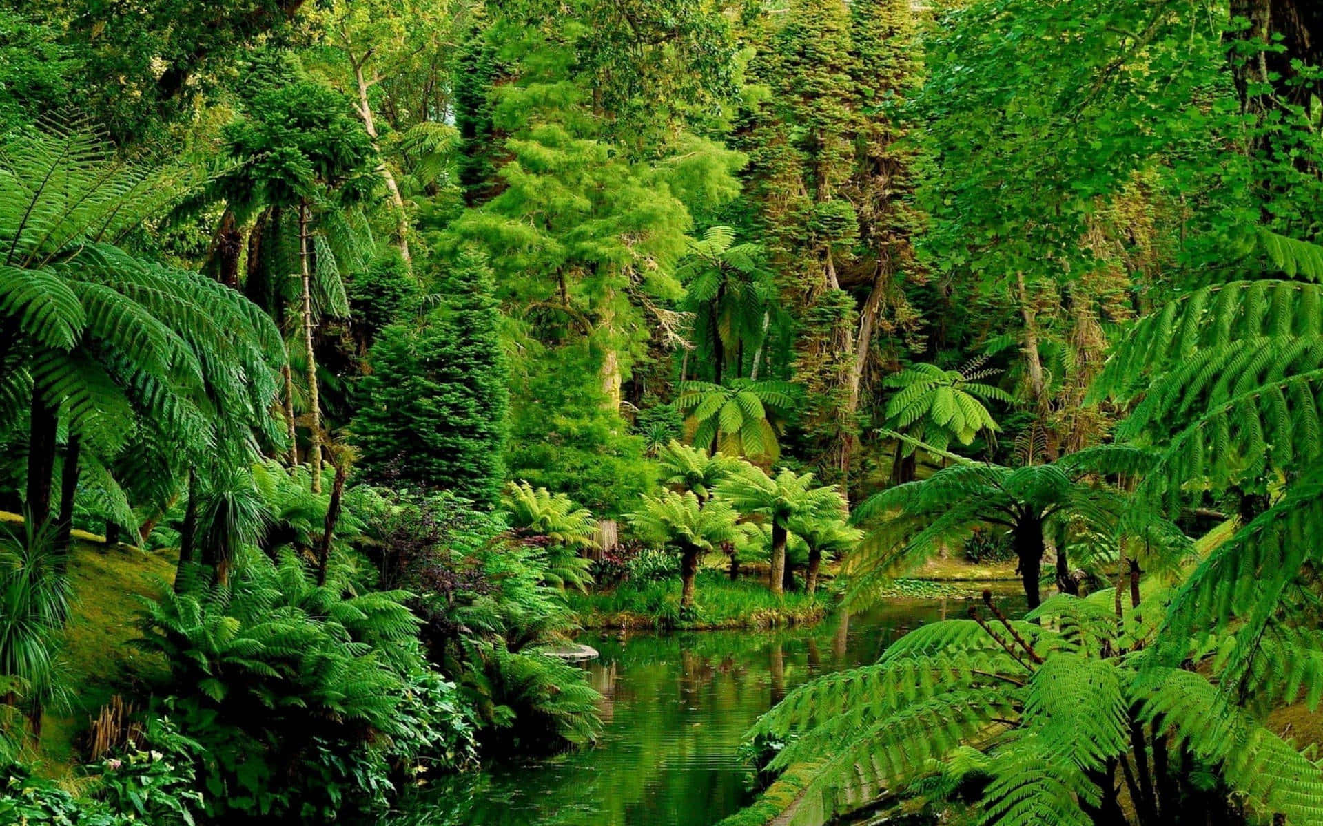 A Lush Tropical Forest With A River And Ferns Background