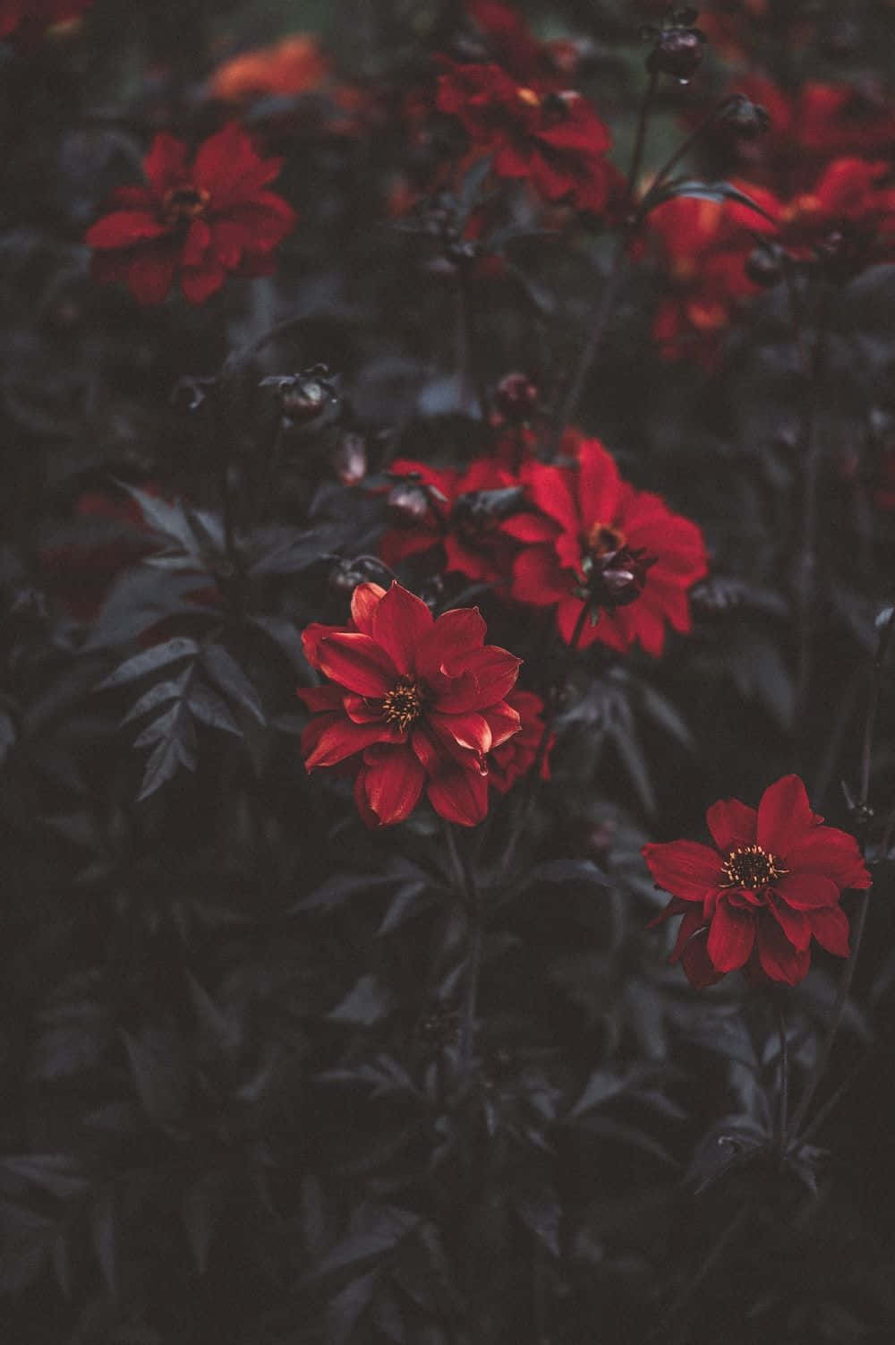 A Lush, Vibrant Red Rose, Symbolizing The Beauty And Power Of Love