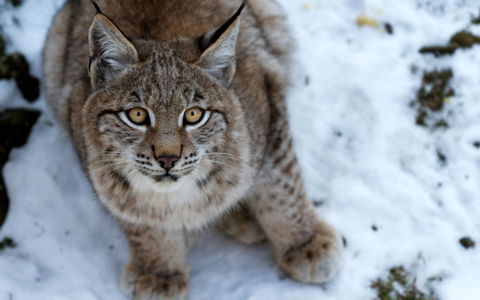 A Lynx Is Sitting In The Snow Looking At The Camera Background