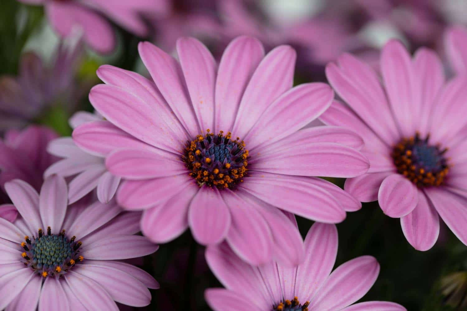 A Macro Close-up Of A Vibrant Yellow And Pink Flower