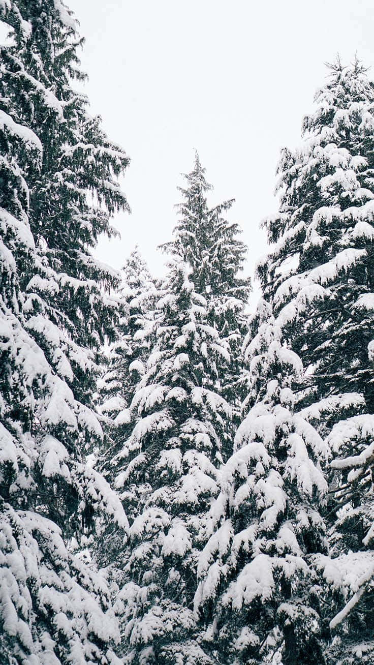 A Magical Iphone Christmas In Snow Background