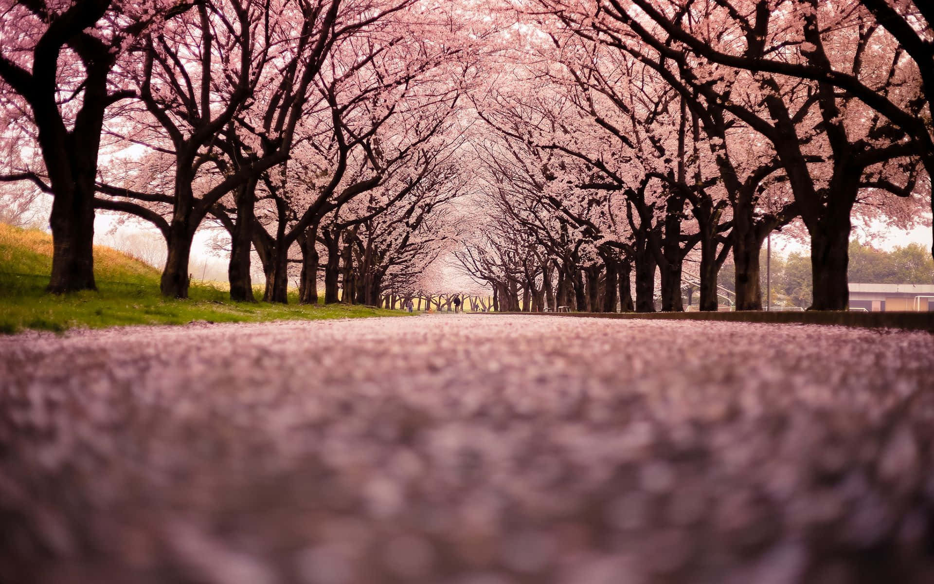 A Magical Night Amid Cherry Blossom Trees Background