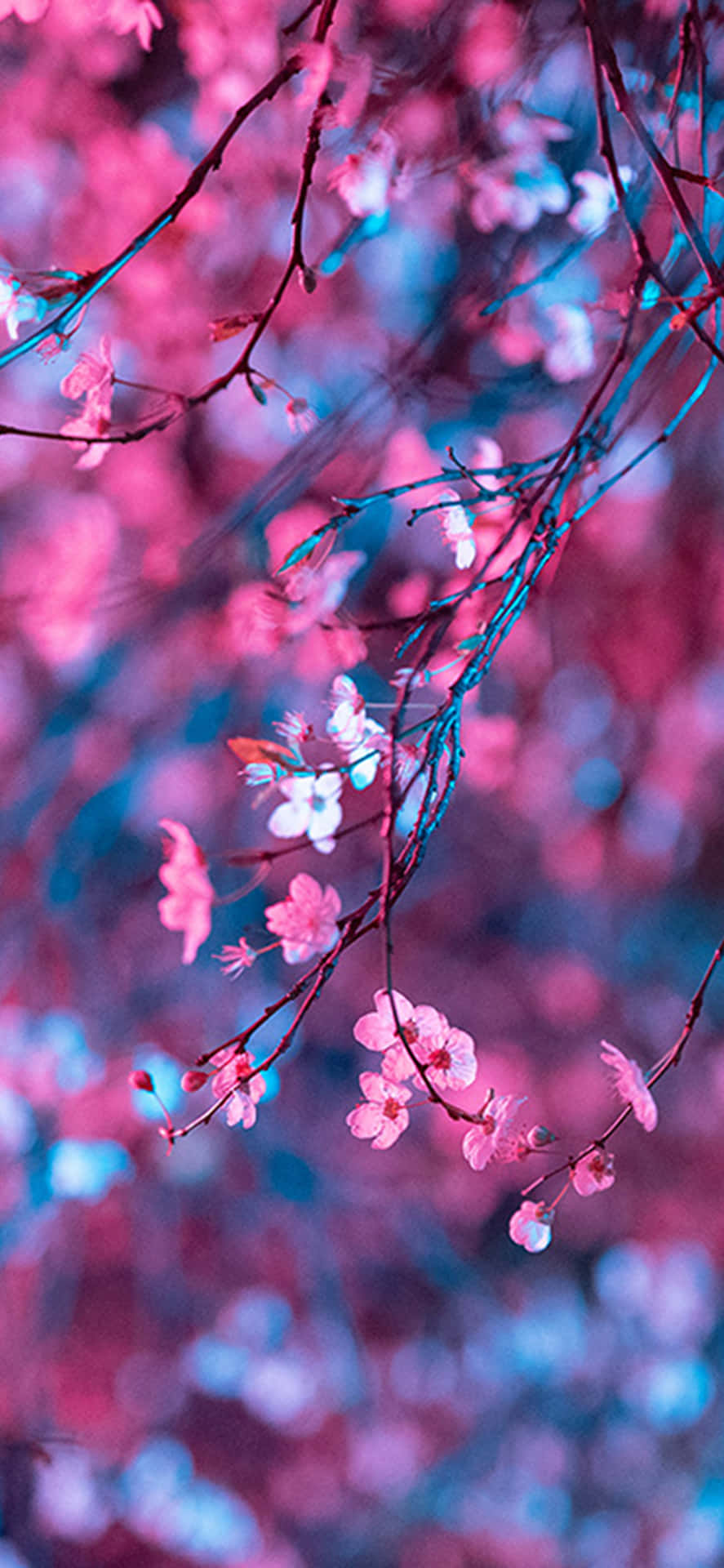 A Magical Night View Of A Cherry Blossom Tree Background