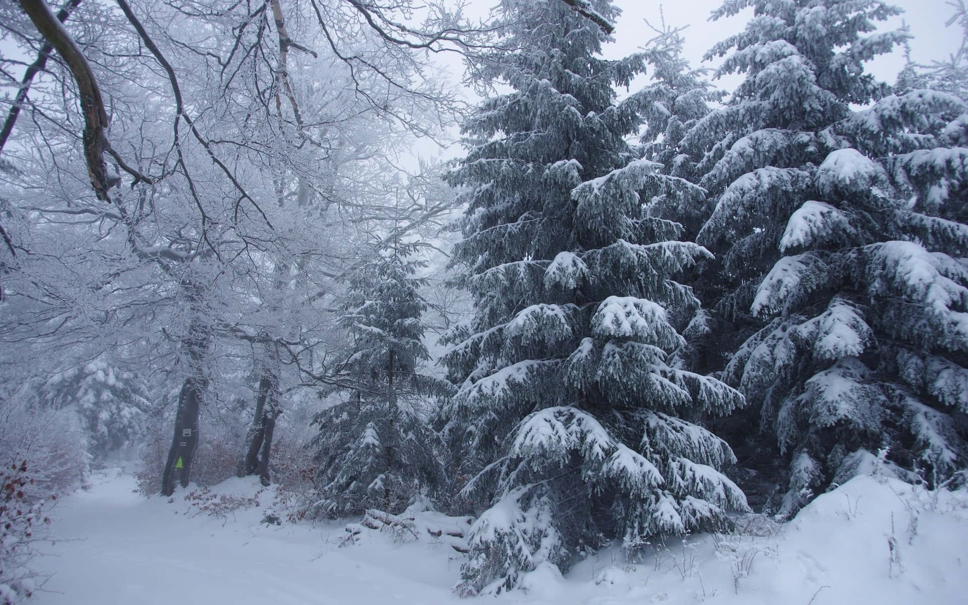 A Magical Snowy Winter In The Forest Background