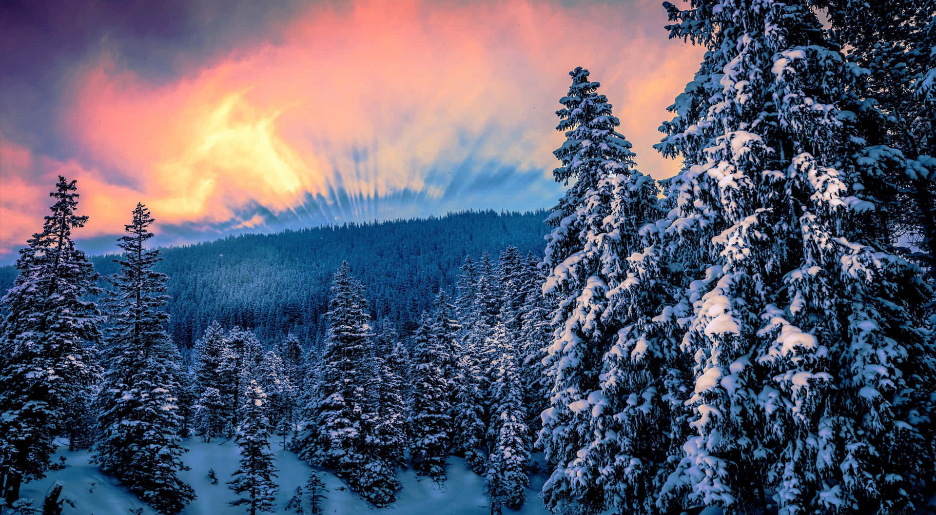 “a Magical Winter Forest Bursting With Life And Beauty” Background