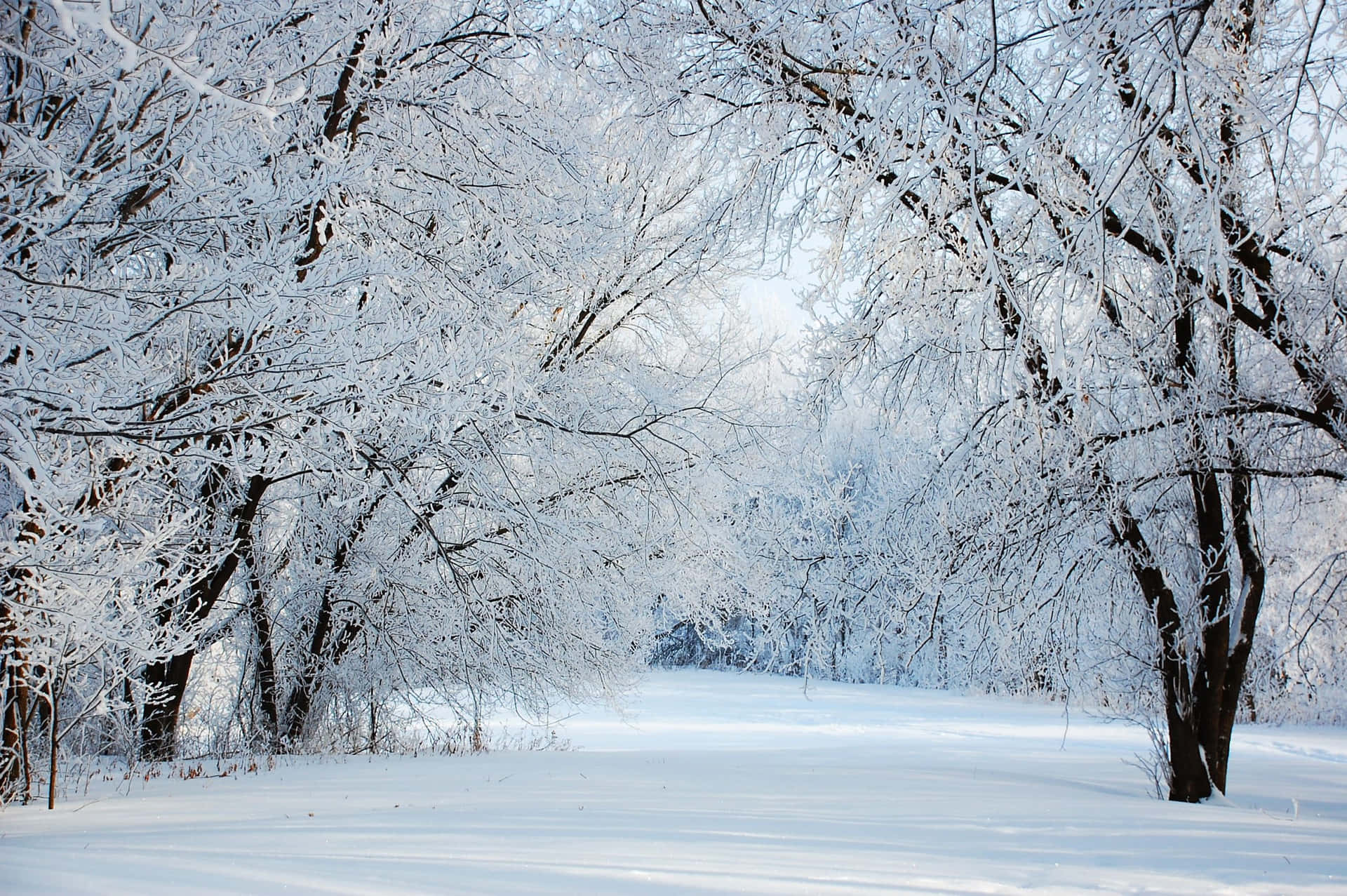 A Magical Winter Wonderland Awaits