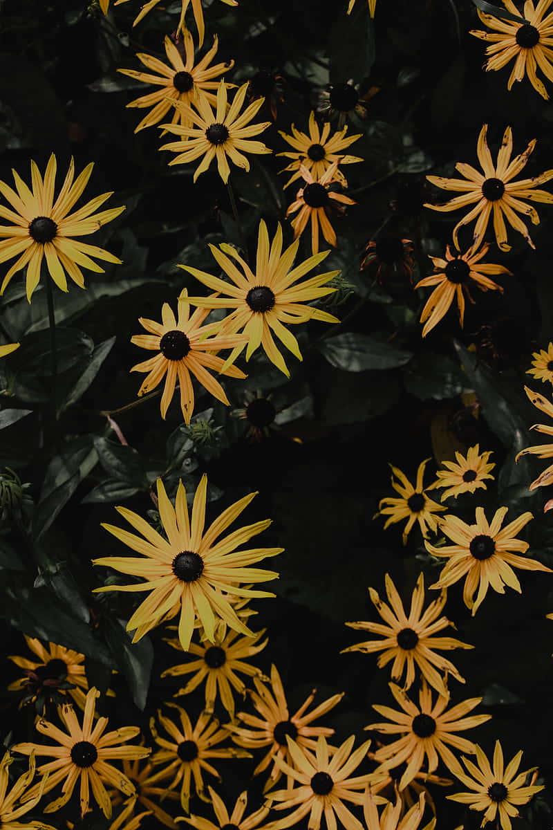 A Magnificent Dark Sunflower In A Field Of Sunshine. Background