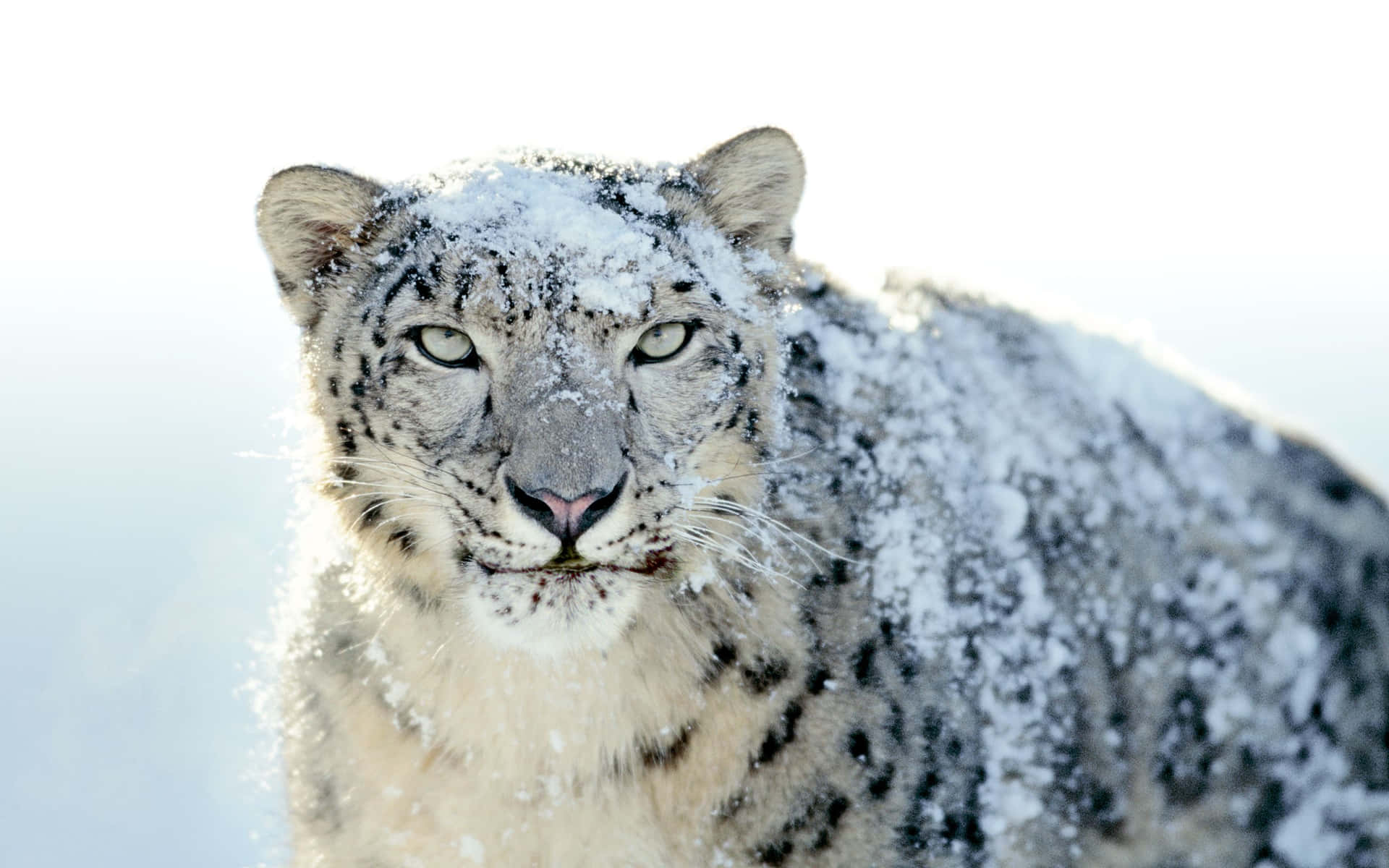 A Magnificent Snow Leopard Stares Off Into The Distance Background