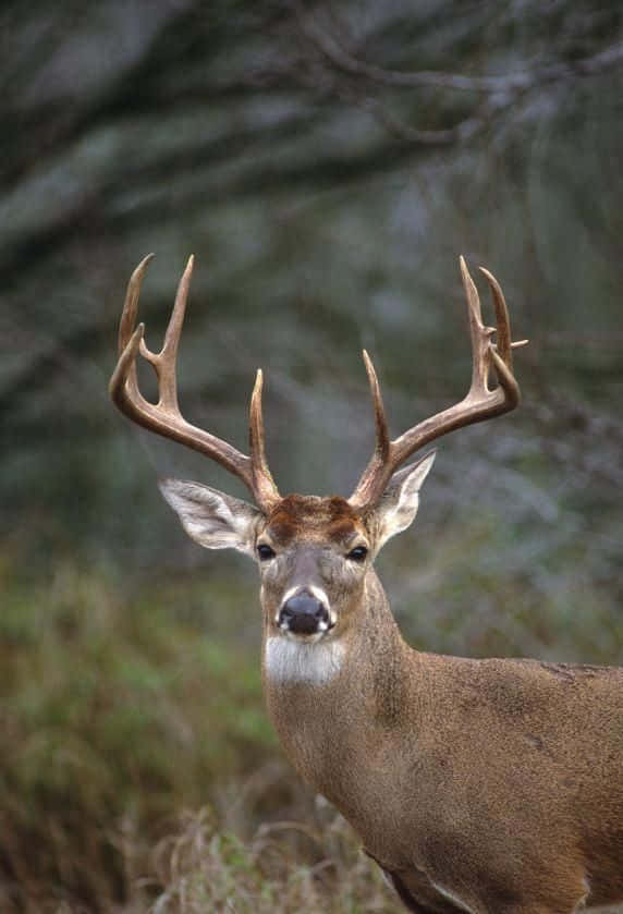 A Magnificent Whitetail Deer In The Wild Background