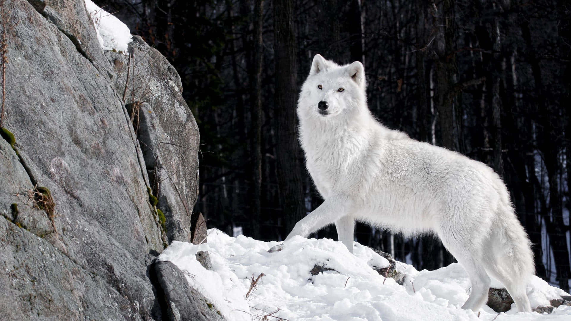 A Magnificent Wolf Roaming Freely Through Nature Background