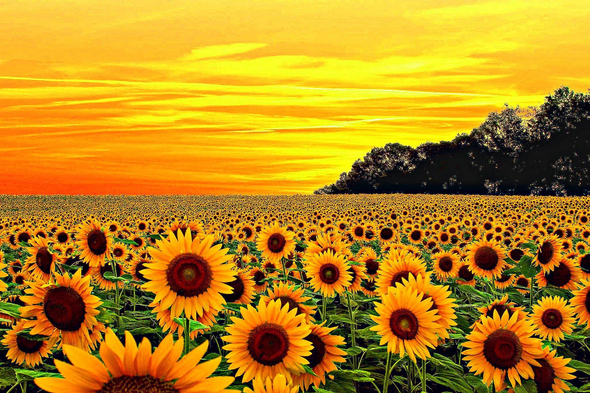 A Magnificent Yellow Sunflower Background