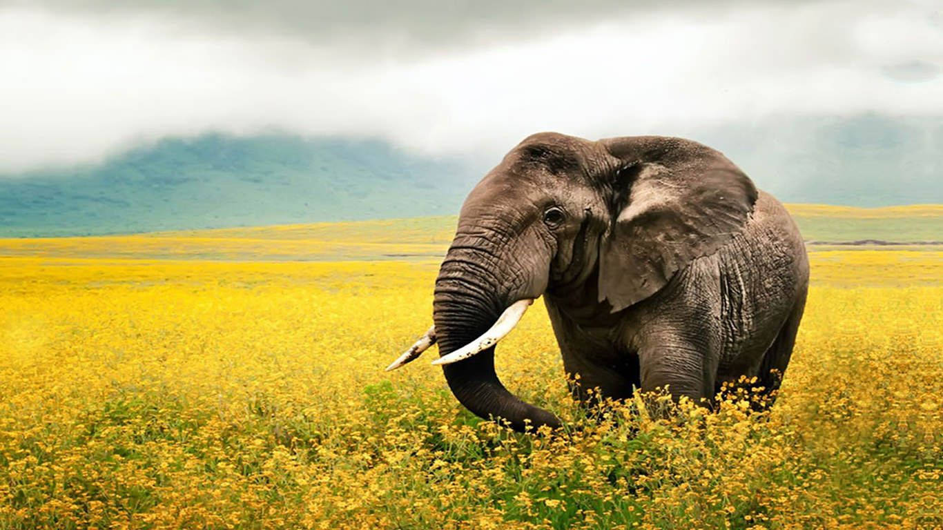 A Majestic African Elephant In Its Natural Habitat Background