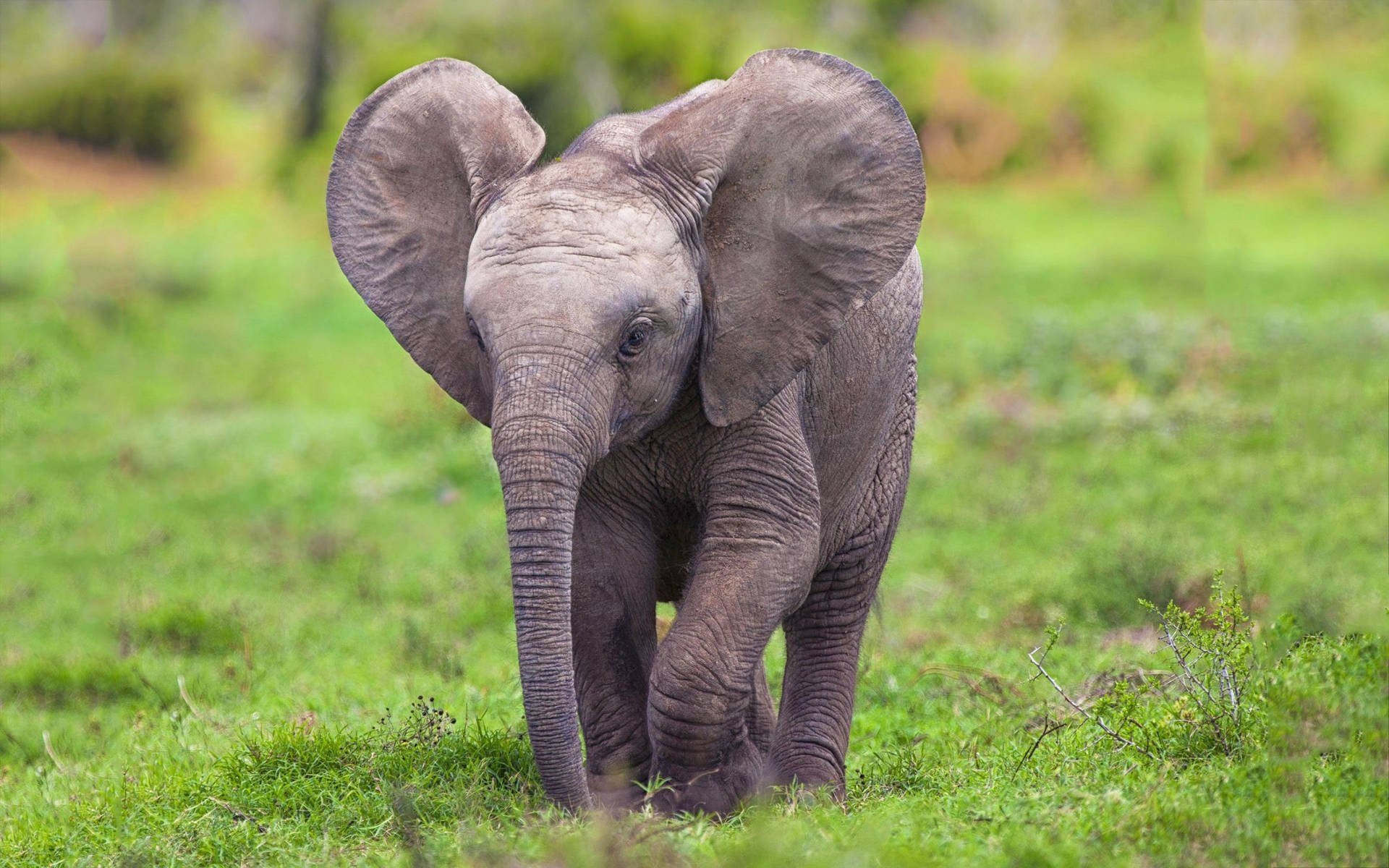 A Majestic African Elephant Taking A Stroll In The Savannah.