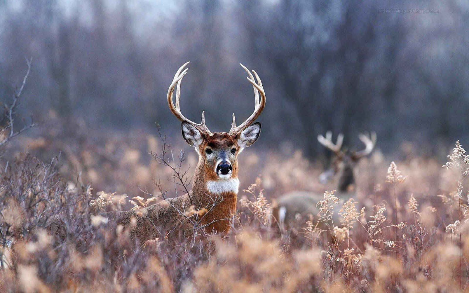 A Majestic And Cool Deer Roaming Free Background