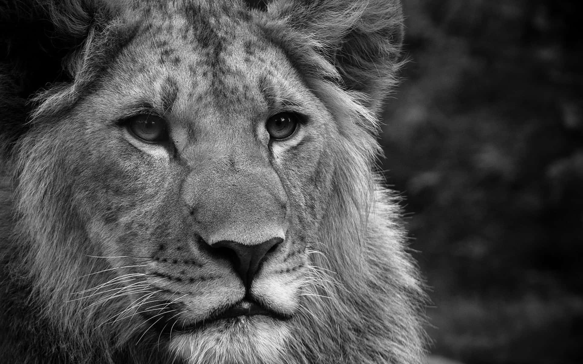 A Majestic Black And White Lion In Their Natural Habitat. Background