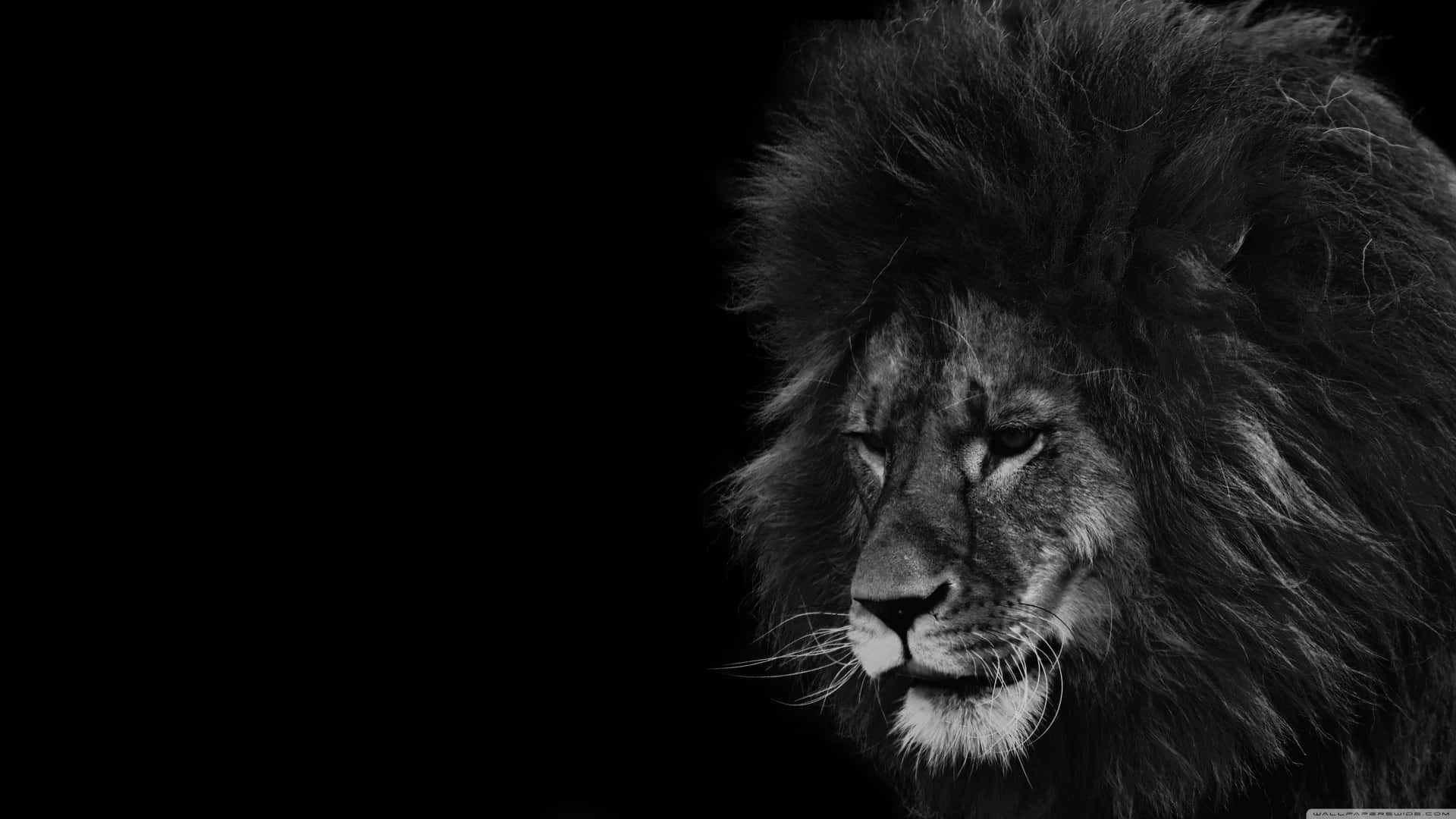 A Majestic Black And White Lion Background