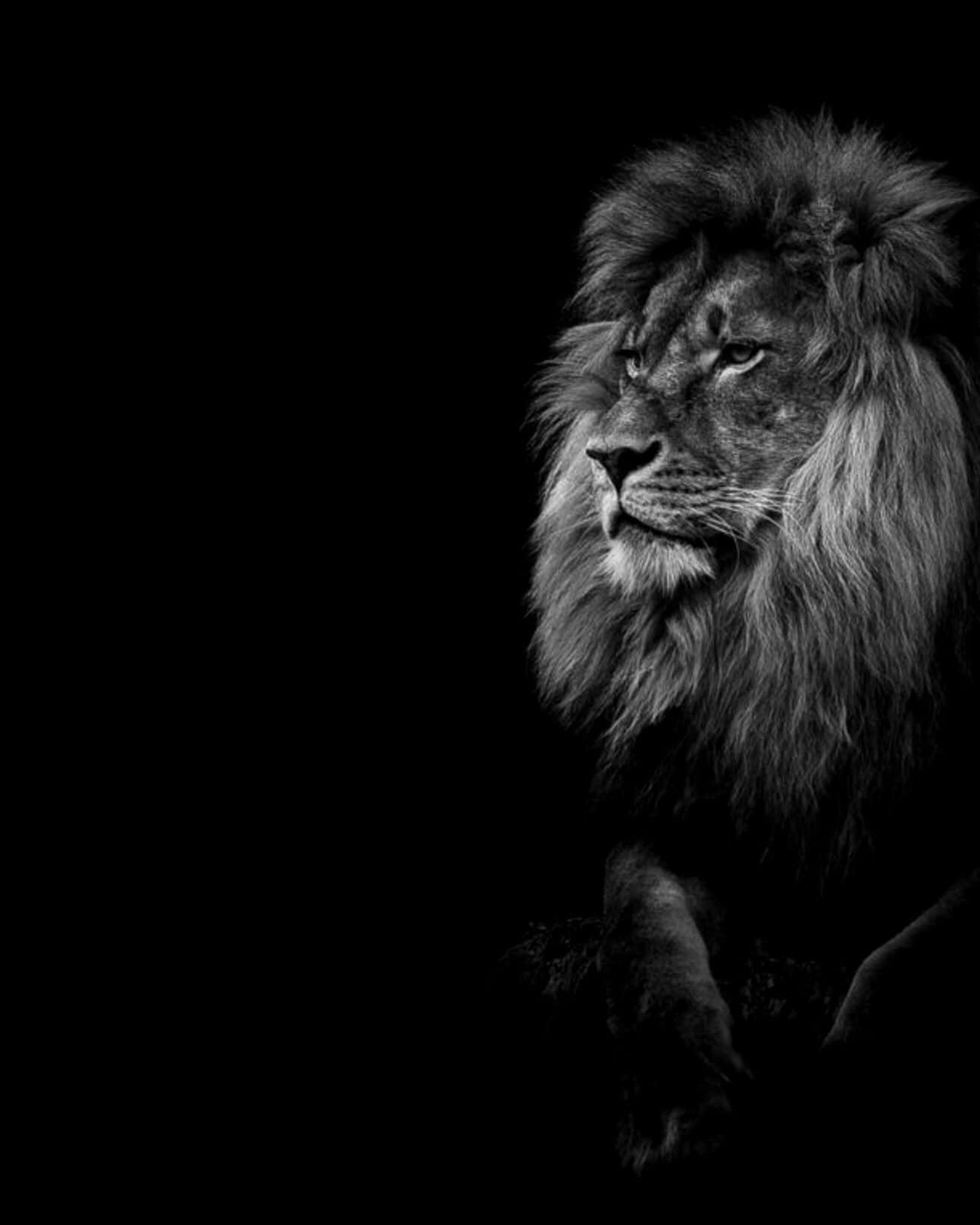 A Majestic Black And White Lion Set Against A Dark Night Sky. Background