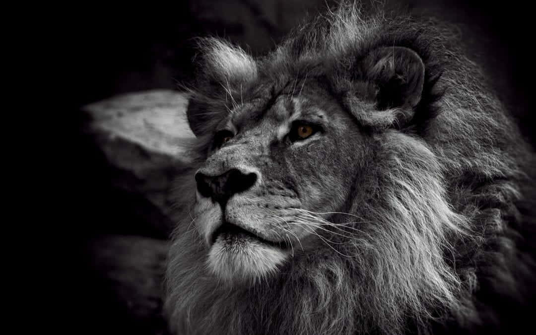 A Majestic Black And White Lion Standing Proud. Background