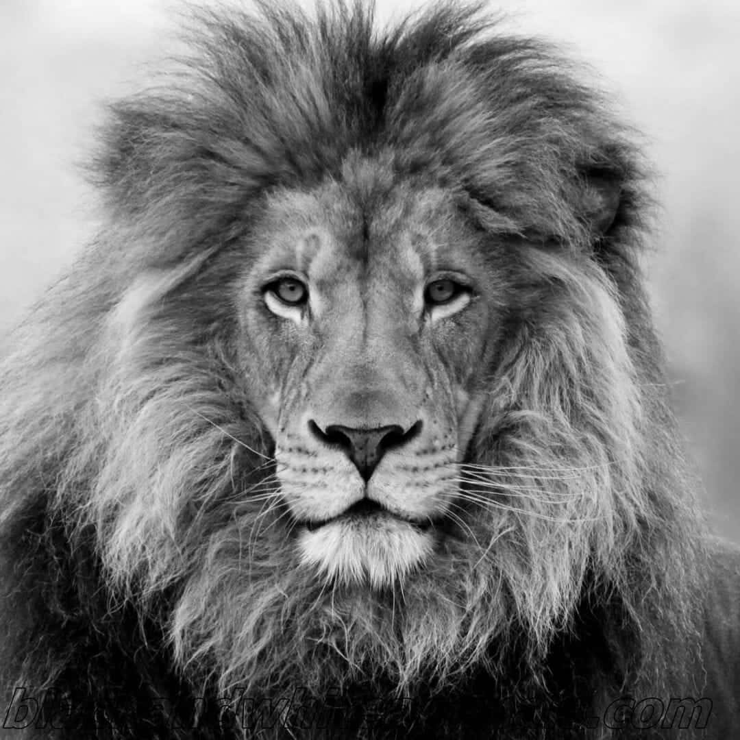 A Majestic Black And White Lion Background