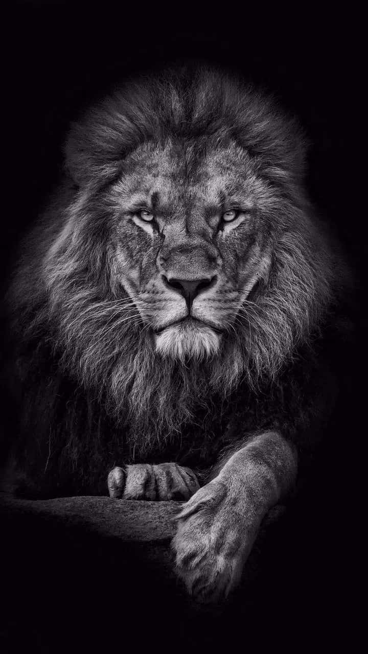 A Majestic Black And White Lion Background