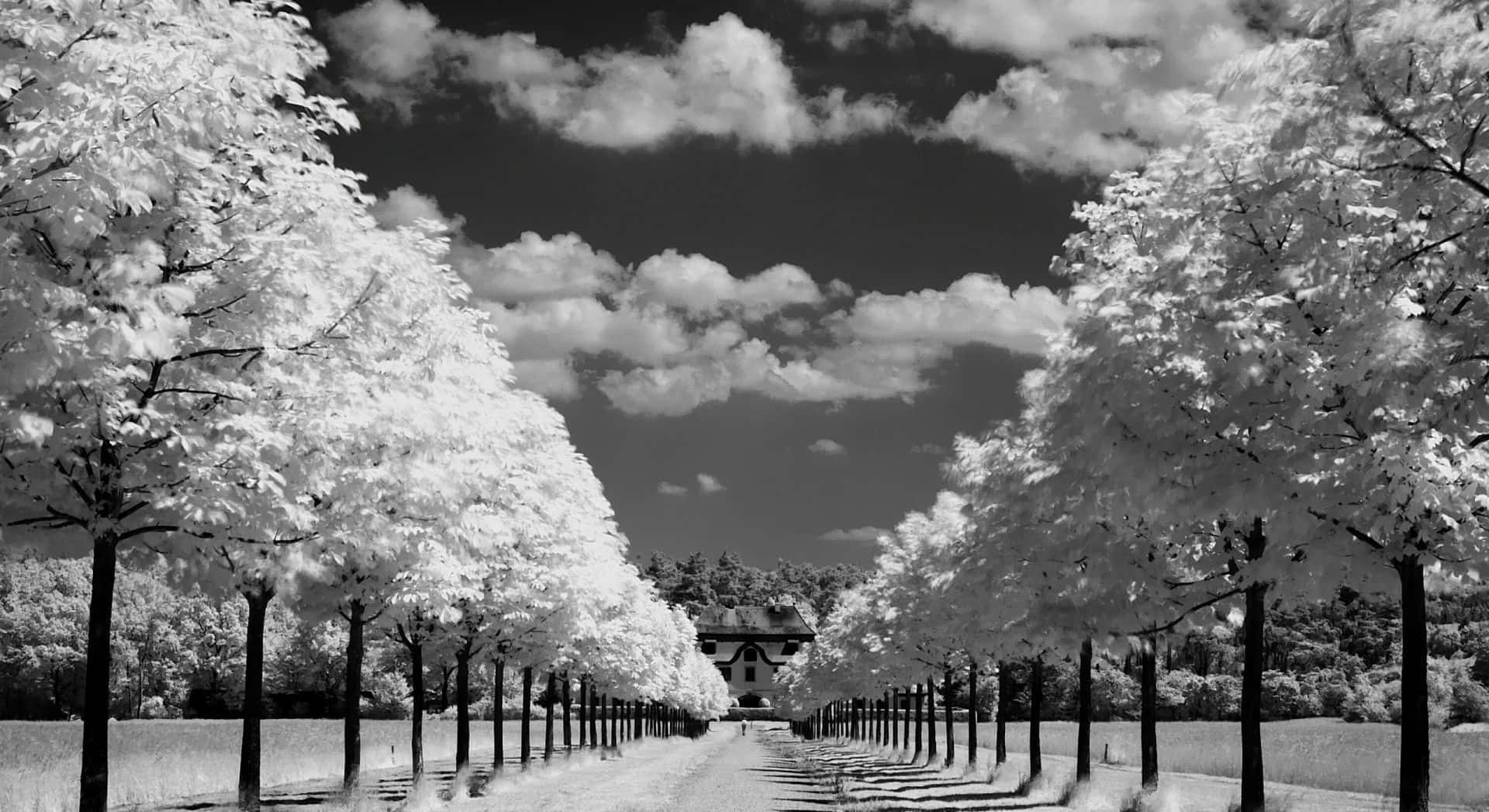 A Majestic Black And White Tree Silhouette Against A Soothing Sky Background