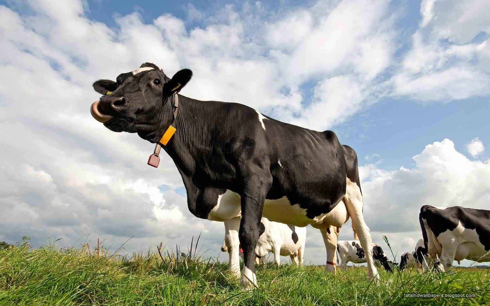 A Majestic Black Cow Wearing A Yellow Tag Background