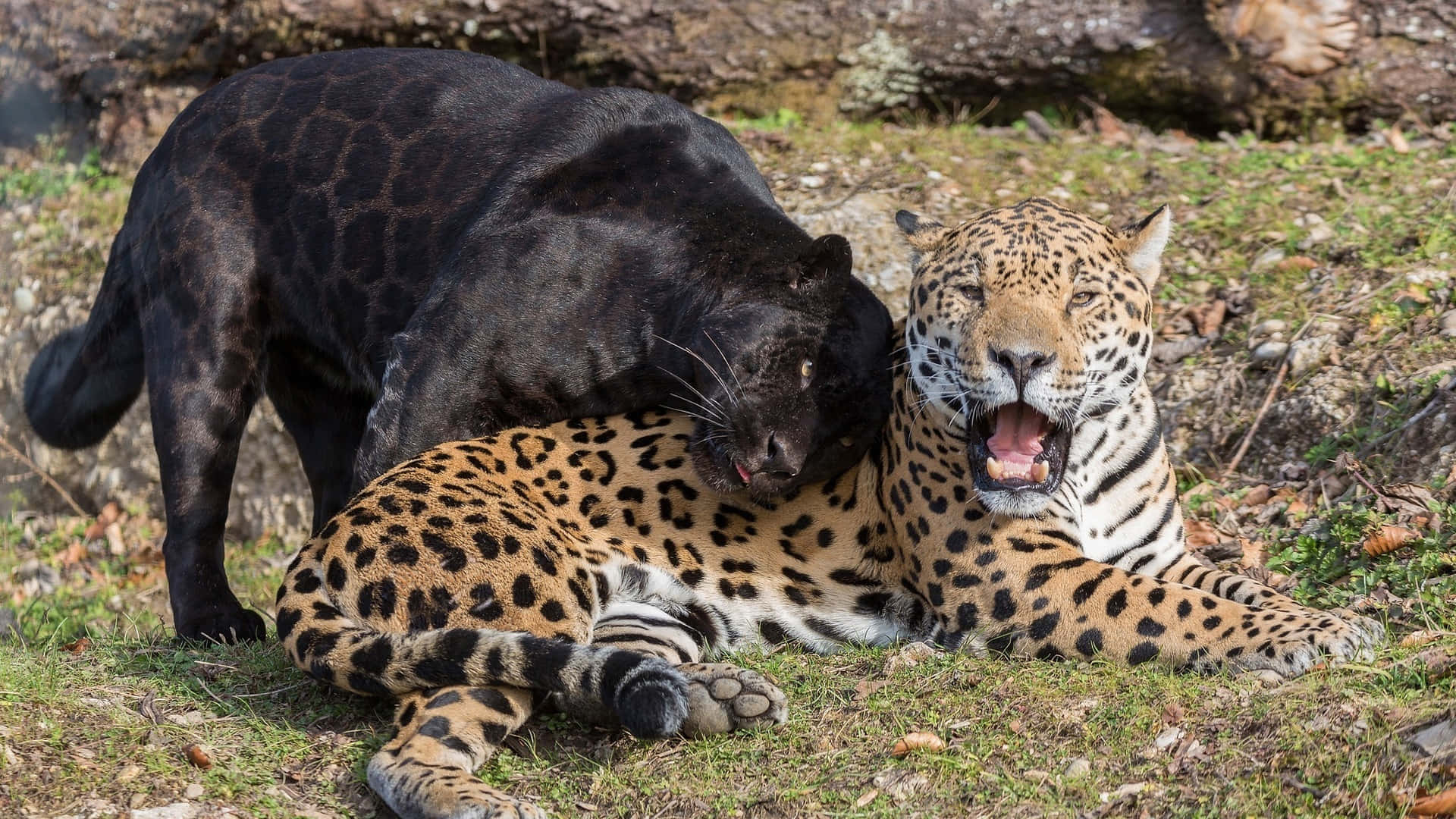 A Majestic Black Jaguar In The Wild Background