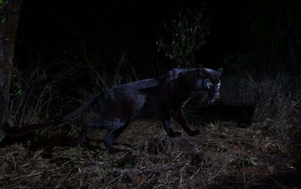 A Majestic Black Leopard Admiring The View In Its Natural Habitat Background
