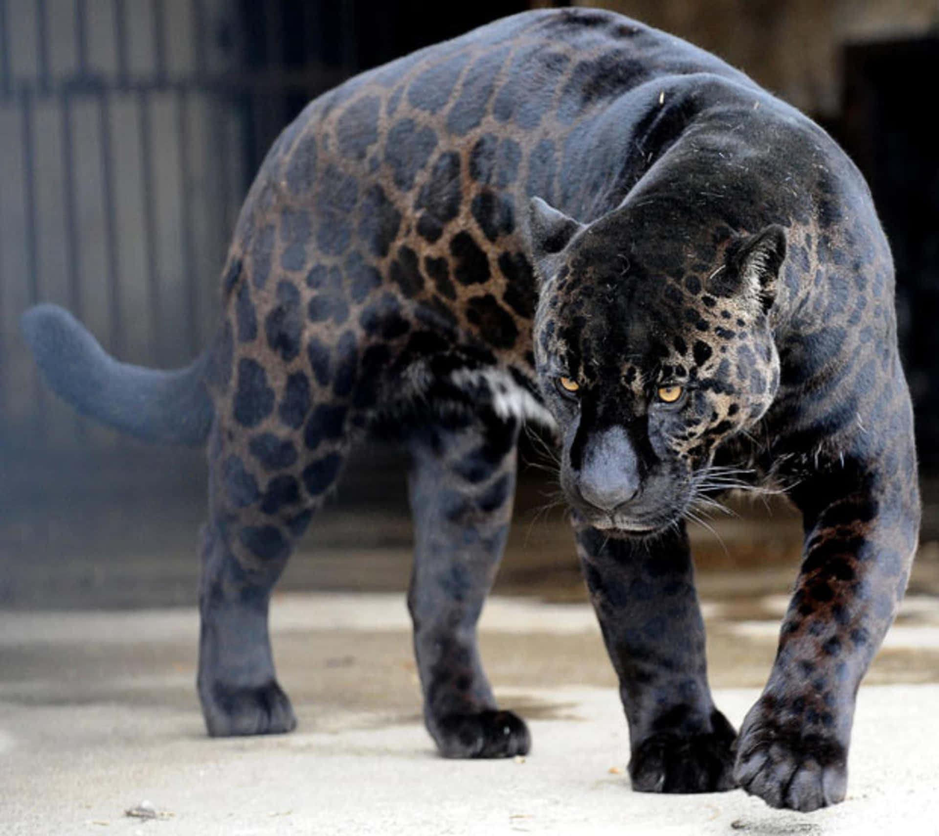 A Majestic Black Leopard Standing Tall On A Rock Background