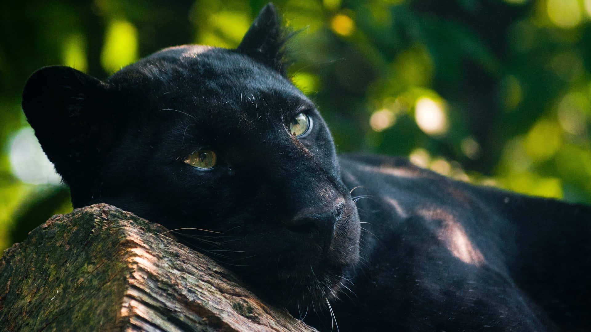 A Majestic Black Panther Animal Against A Cool Blue Background.