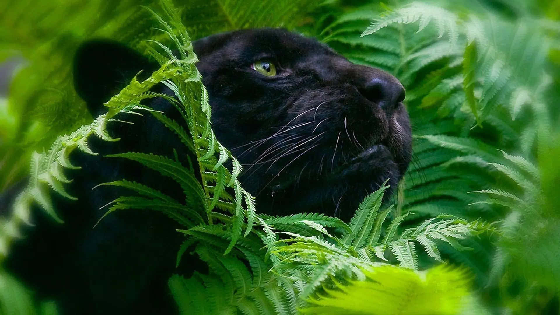 A Majestic Black Panther Soars Through A Crystal-clear Sky Background