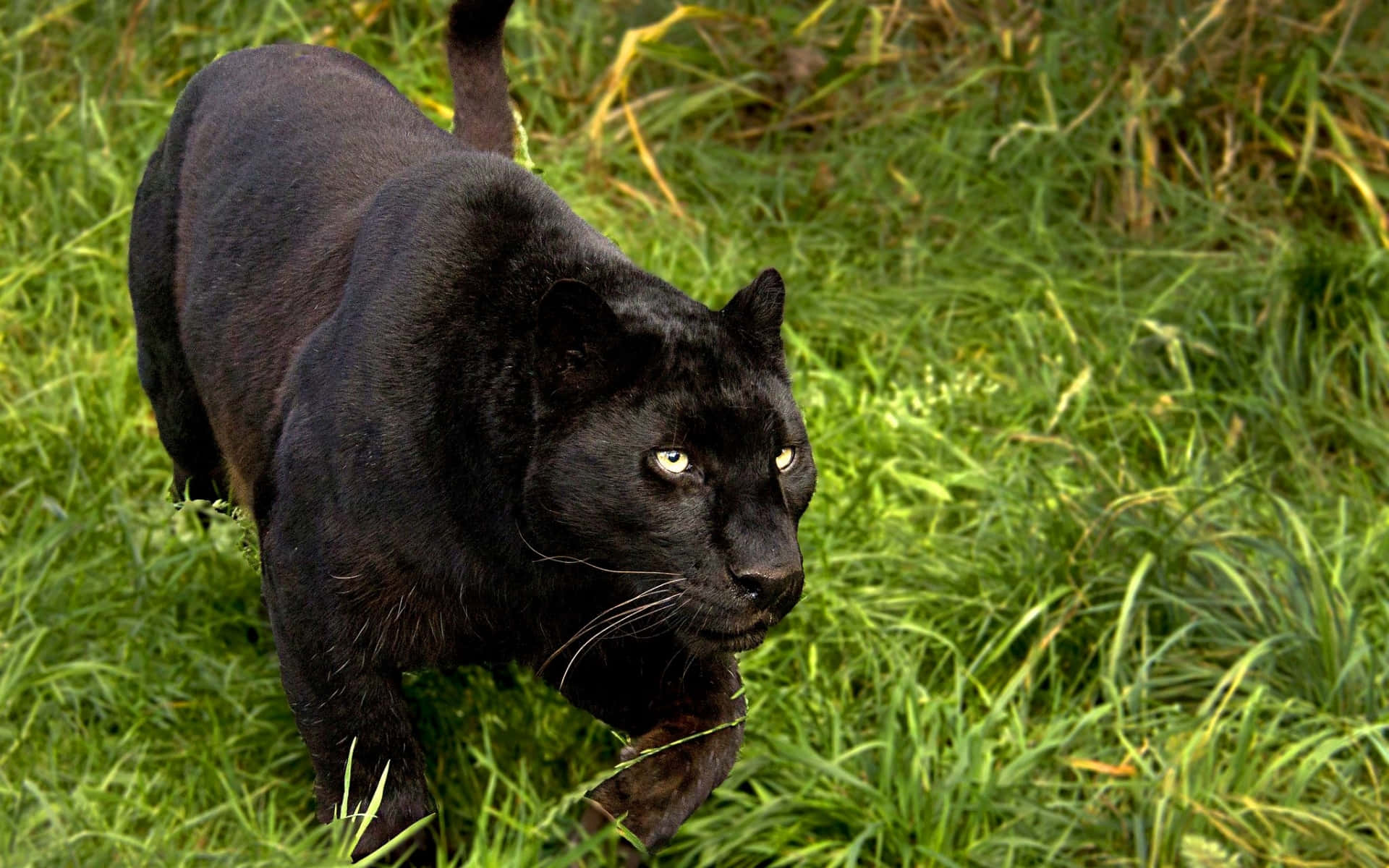 A Majestic Black Panther Stands Upon A Rock In Its Natural Habitat. Background