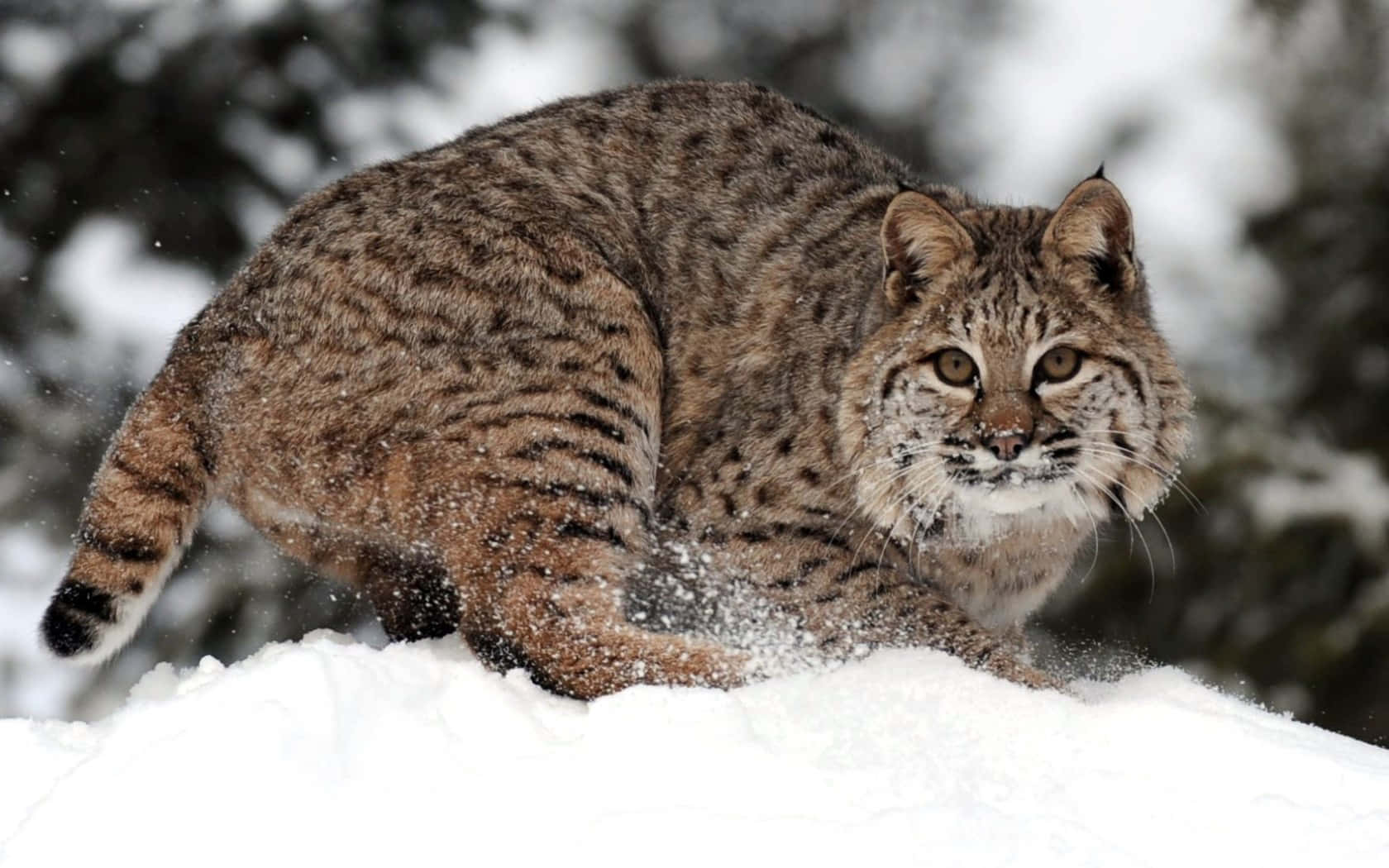 A Majestic Bobcat On Prowls In The Wilderness Background