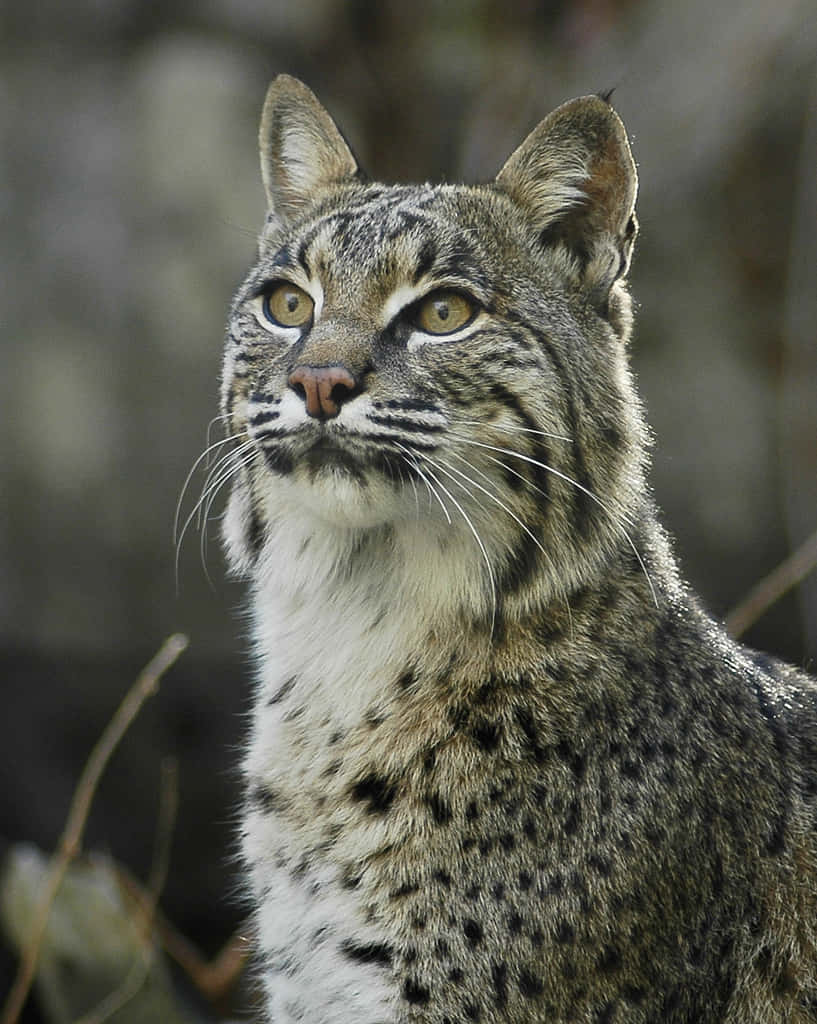 A Majestic Bobcat Prowling In Nature Background