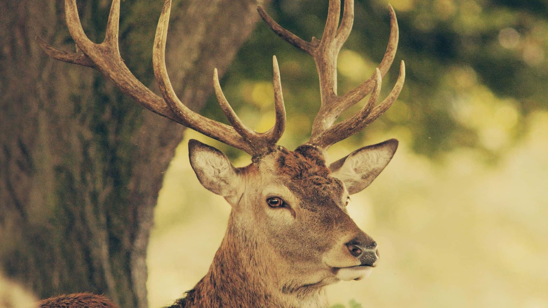 A Majestic Buck Stares Into The Woods.